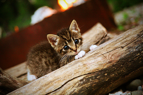 乐鱼体育下载入口-新兴足球国家在国际比赛中崭露头角，潜力巨大引关注，新兴球队